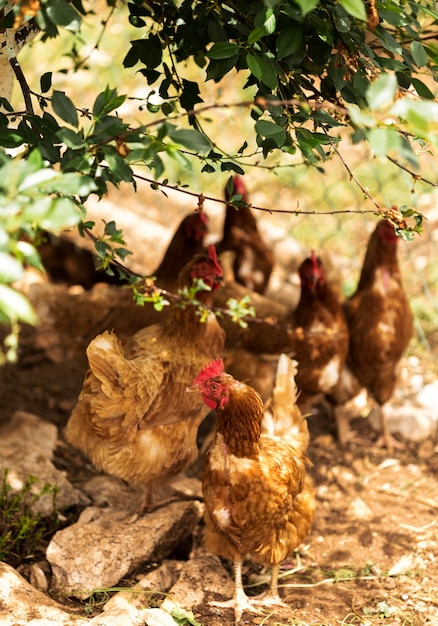 Concetto di vita di fattoria con galline