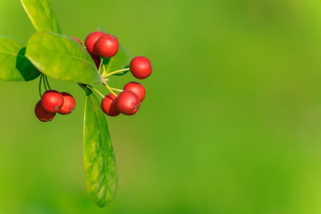 農場の多肉植物の赤い自然の庭