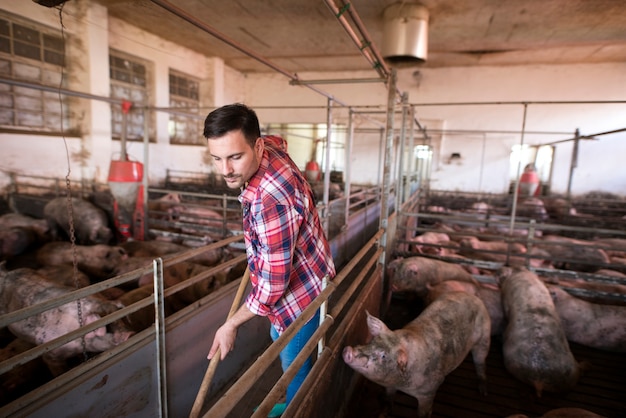 農場労働者が豚舎と豚を掃除して清潔に保つ