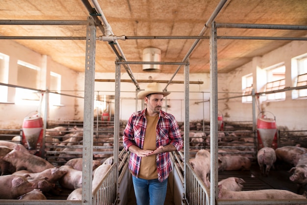 Работник фермы идет мимо клеток для свиней