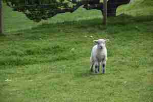 무료 사진 작은 흰 양이 서 있는 농장 마당.