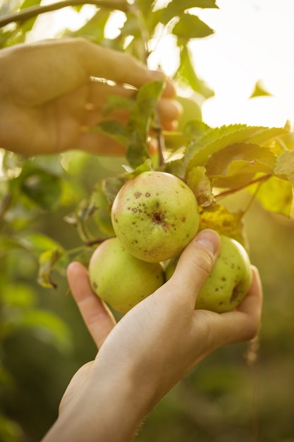 Фермер Взрослый человек, собирающий свежие яблоки в саду Закат
