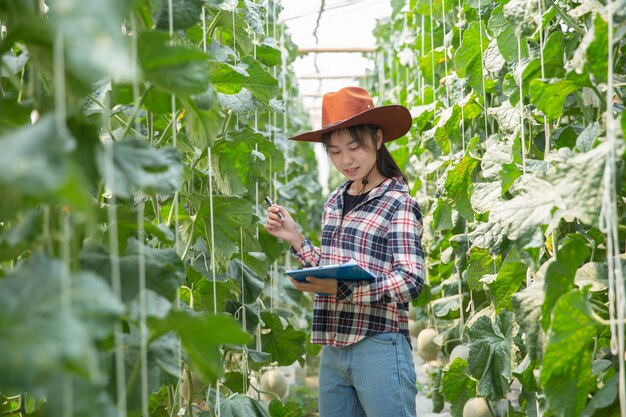 Free photo farmer controlling melon on the tree. concepts of sustainable living, outdoor work, contact with nature, healthy food.