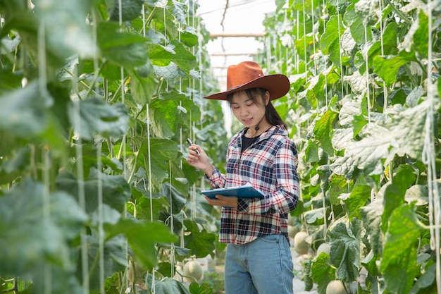 나무에 멜론을 제어하는 농부. 지속 가능한 생활, 야외 활동, 자연과의 접촉, 건강 식품의 개념.