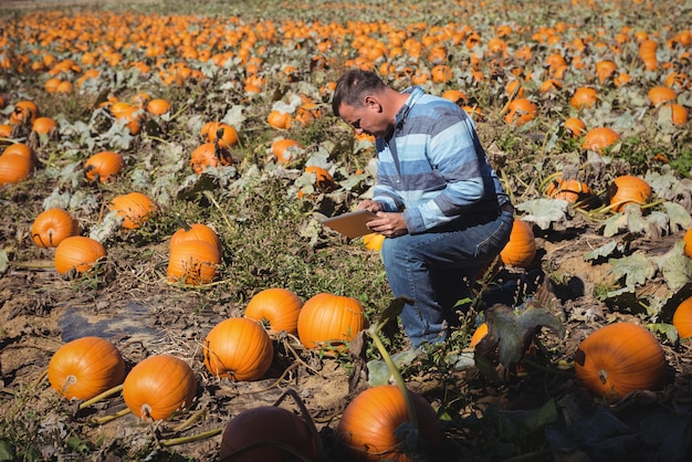 Farmer examining pumpkin in field