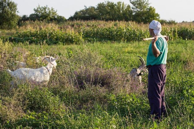 牧草地でヤギに餌をやる農夫
