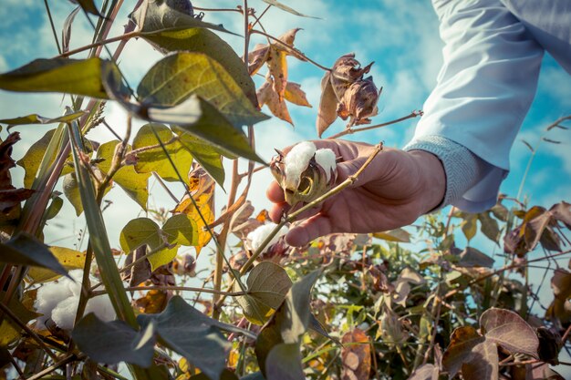 A farmer gathering cotton in the plantation.