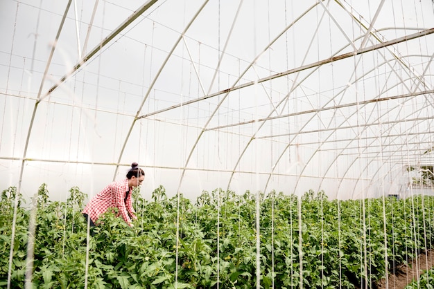 Farmer in greenhouse harvesting veggies long shot