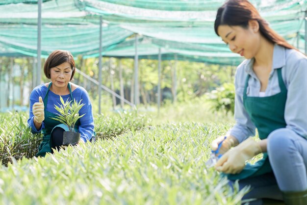 Farmer in greenhouse