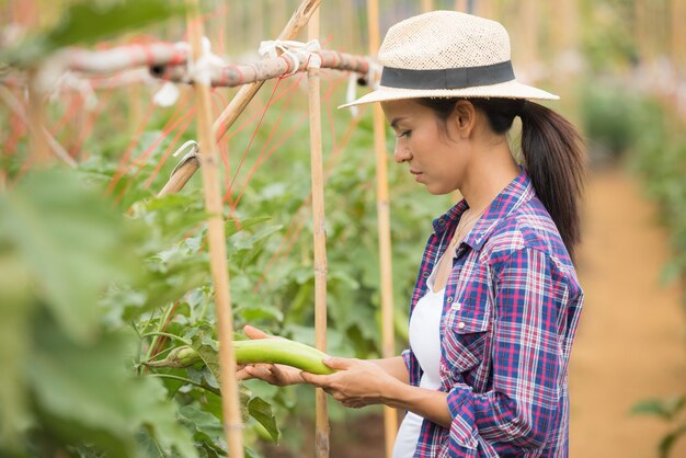 Farmer harvesting or picking thai eggplant from tree at vegetable farm