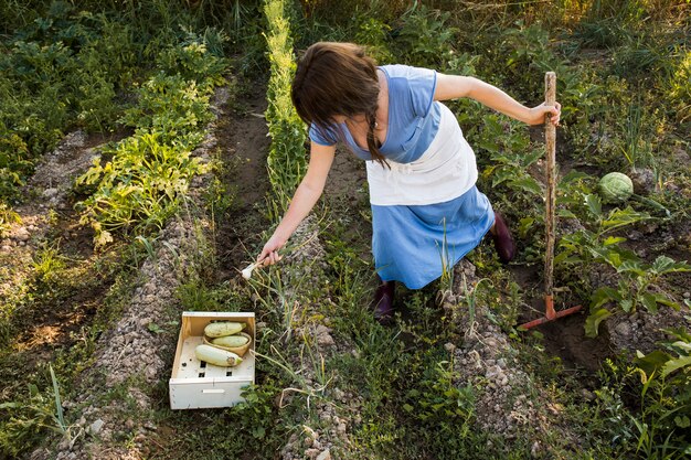 A farmer harvesting vegetables in the field