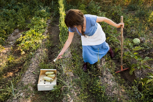 フィールドで野菜を収穫している農家