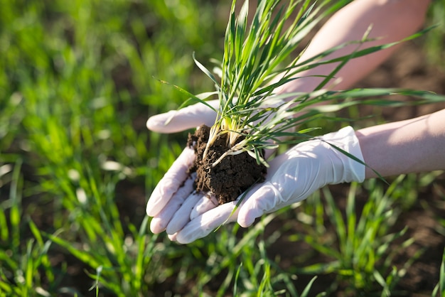 Free photo farmer holding crops in the field