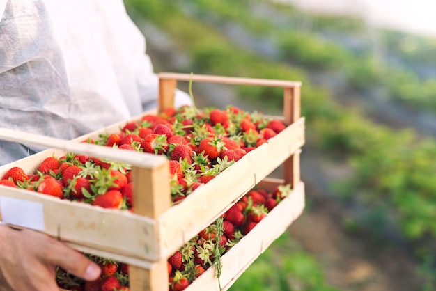 딸기 농장 필드에서 갓 수확 된 익은 딸기를 들고 농부