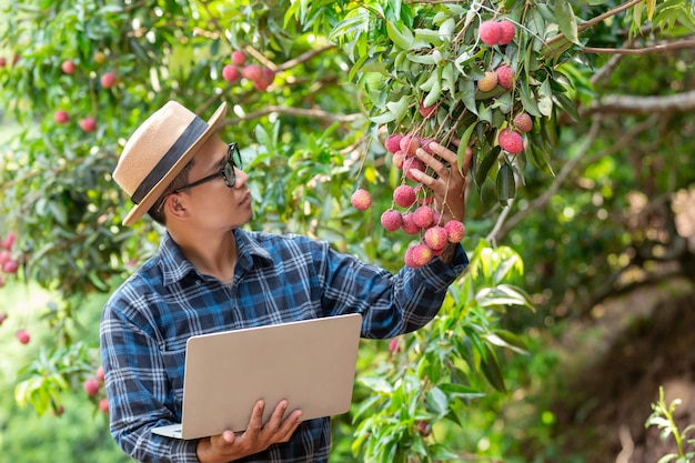 The farmer holds the nail tab to check the lychee in the garden.