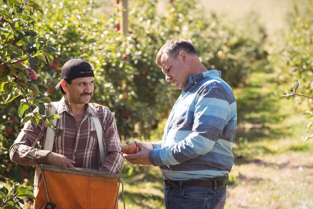 リンゴ園で同僚と対話する農家