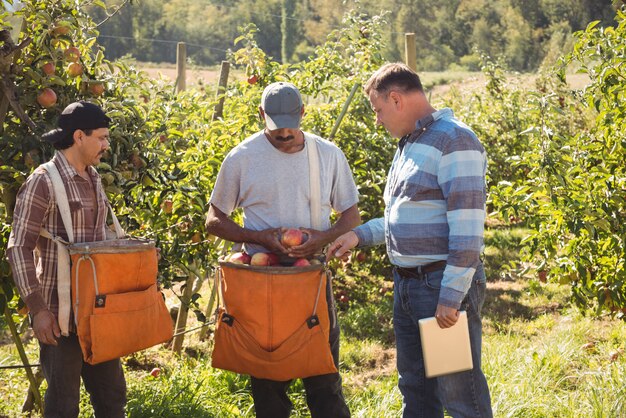 Farmer interacting with farmers in apple orchard