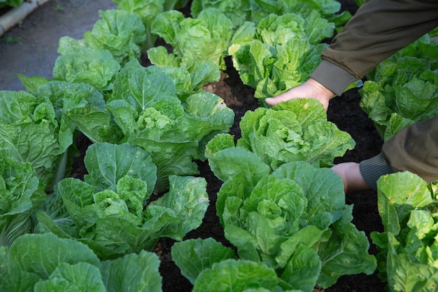 Farmer irrigation fields of cabbage in vegetable garden