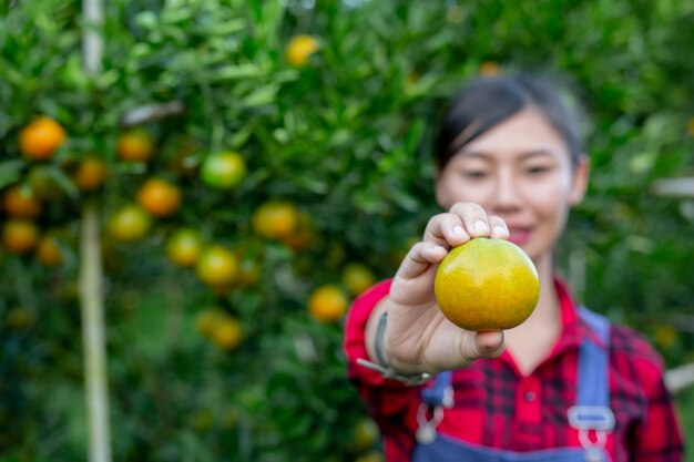 The farmer is collecting orange 