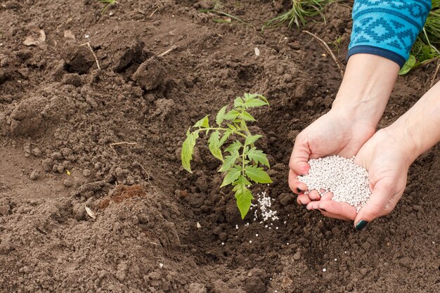 Farmer is giving chemical fertilizer to young tomato plant growing in the garden.