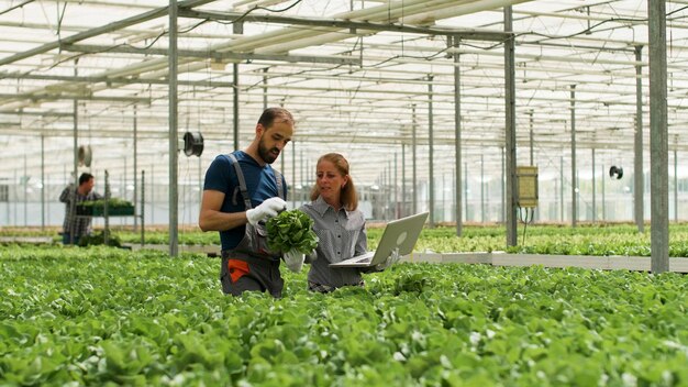 Farmer man showing cultivated fresh salads to agronomist businesswoman discussing agronomy production during farming season. Rancher harvesting organic green vegetables in hydroponic greenhouse