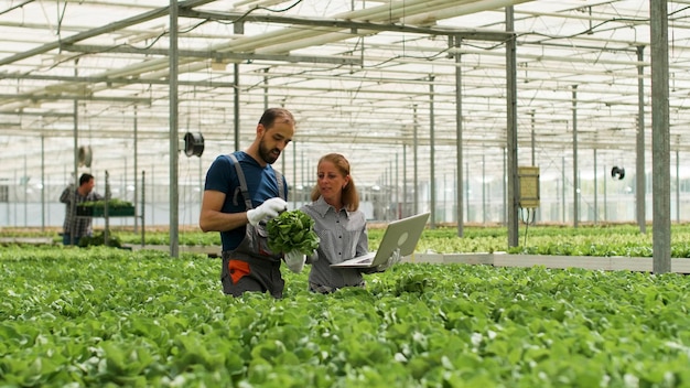 Farmer man showing cultivated fresh salads to agronomist businesswoman discussing agronomy production during farming season. Rancher harvesting organic green vegetables in hydroponic greenhouse