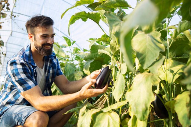farmer picking fresh ripe eggplant vegetables and putting into wooden crate