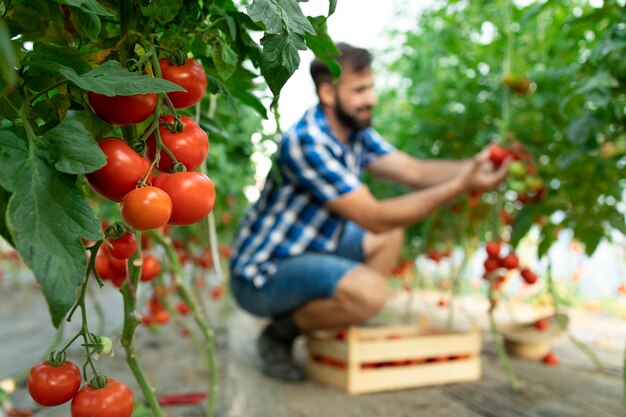 농부가 신선한 익은 토마토 야채를 집어 들고 나무 상자에 넣습니다.