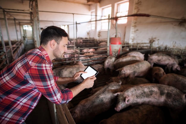 Foto gratuita agricoltore all'allevamento di suini utilizzando una moderna applicazione sul suo tablet per controllare le condizioni di salute dei maiali e la razione di cibo