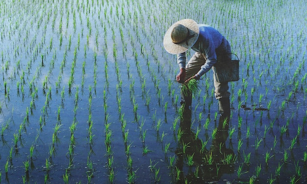 Фермер сажает рис в поле