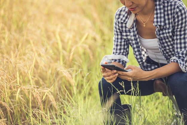 Farmer in rice field with smartphone