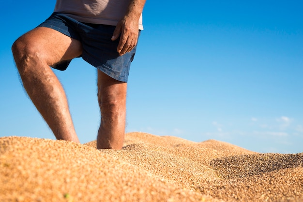 Farmer standing in pile of wheat in trailer