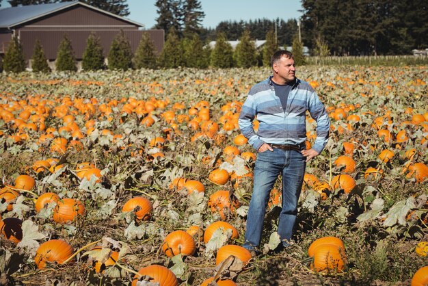 Farmer standing in pumpkin field