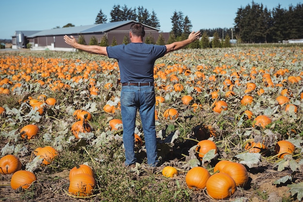 Free photo farmer standing with arms outstretched standing in pumpkin field