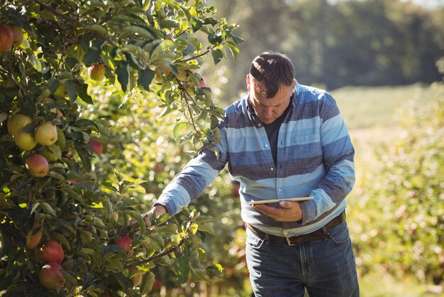 사과 과수원에서 사과 나무를 검사하는 동안 디지털 태블릿을 사용하는 농부