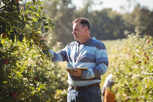 Farmer using digital tablet while inspecting apple tree in apple orchard