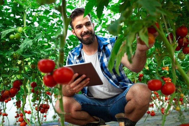 Фермер с планшетным компьютером, проверяющий качество и свежесть томатных овощей на ферме по производству органических продуктов