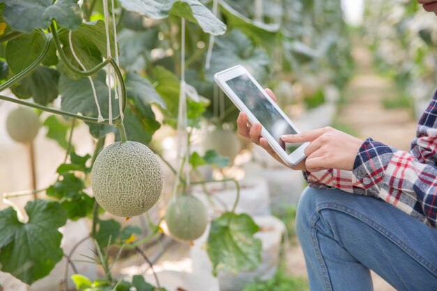 温室で有機水耕菜園を作業するためのタブレットと農家。スマート農業、農場、センサー技術の概念。温度を監視するためのタブレットを使用して農家の手。