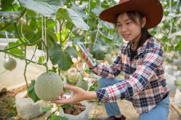 温室で有機水耕菜園を作業するためのタブレットと農家。スマート農業、農場、センサー技術の概念。温度を監視するためのタブレットを使用して農家の手。