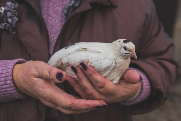 Farmer with white nestling