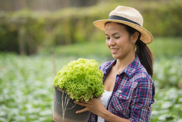 Farmers are working in green oak lettuce farm