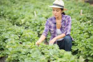 Free photo farmers are working in strawberry farm