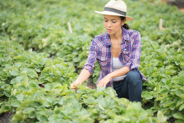 Farmers are working in Strawberry farm