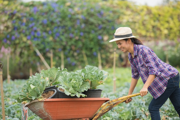 Free photo farmers are working in vegetable farm. cart