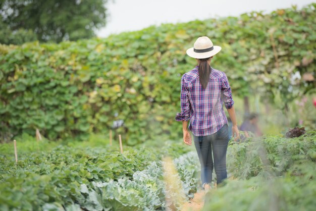 Farmers are working in vegetable farm