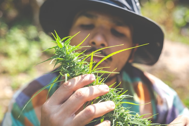 Farmers hold marijuana (cannabis) trees on their farms.