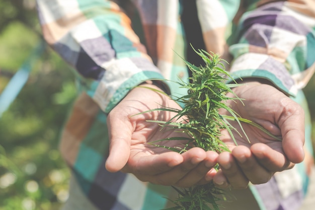 Free photo farmers hold marijuana (cannabis) trees on their farms.