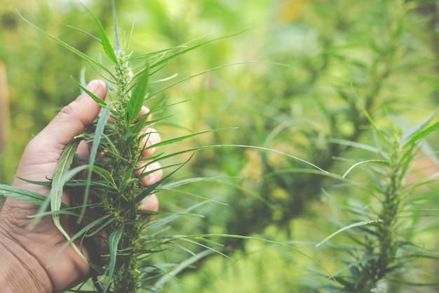 農家は彼らの農場でマリファナ（大麻）の木を持っています。