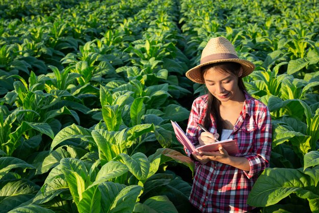 Farmers hold notebook check modern tobacco fields.