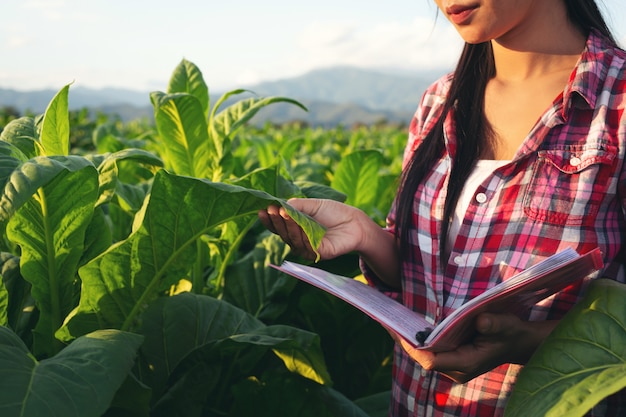 Farmers hold notebook check modern tobacco fields.